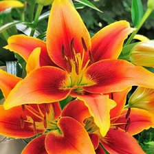 Схема вышивки «Лилии»