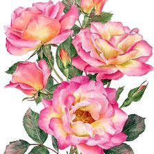 Схема вышивки «Розы»