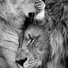 Схема вышивки «львы»