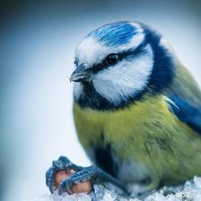 Схема вышивки «Птица»