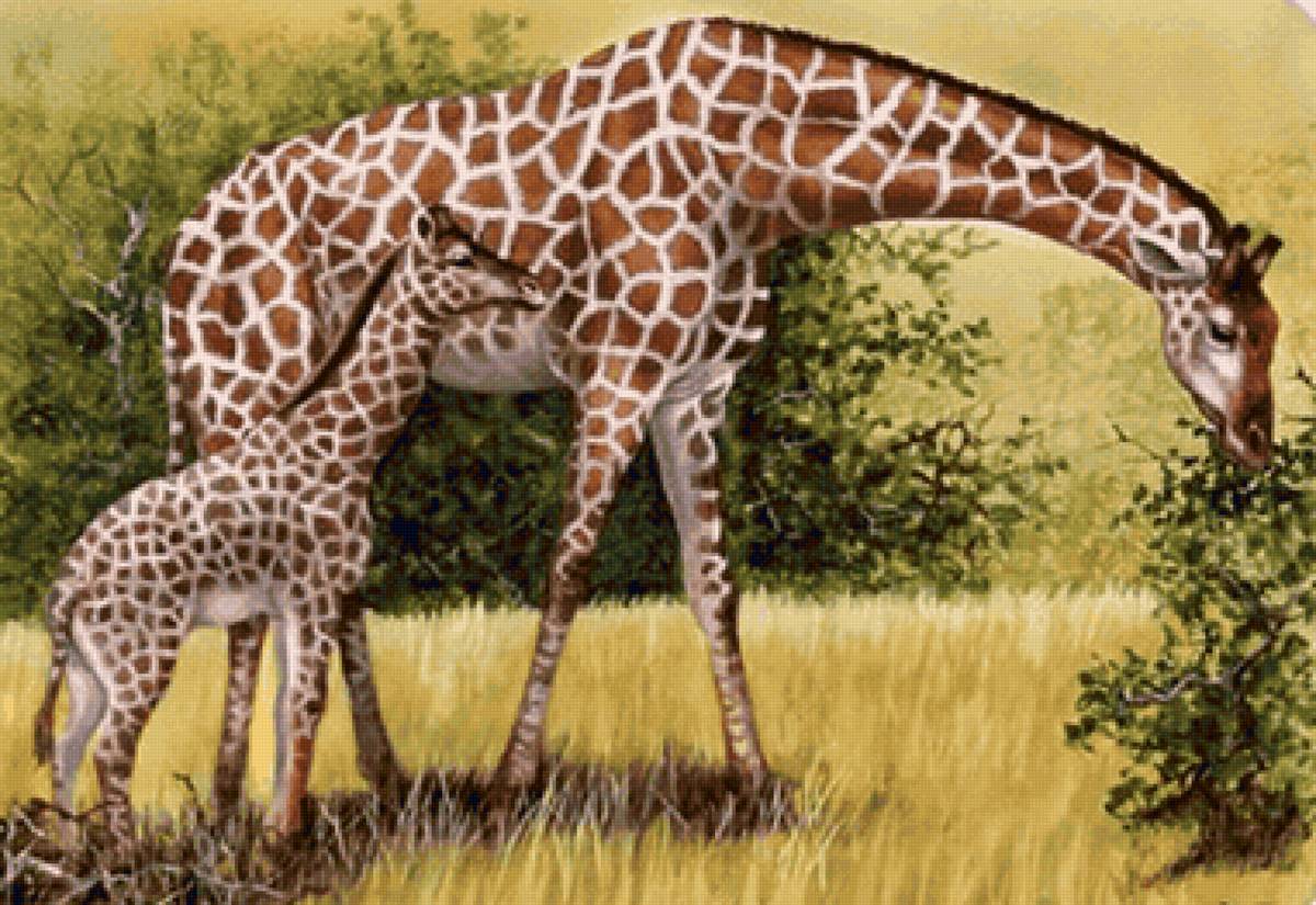 Girafas. - animais. - предпросмотр