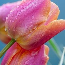 Схема вышивки «тюльпаны»