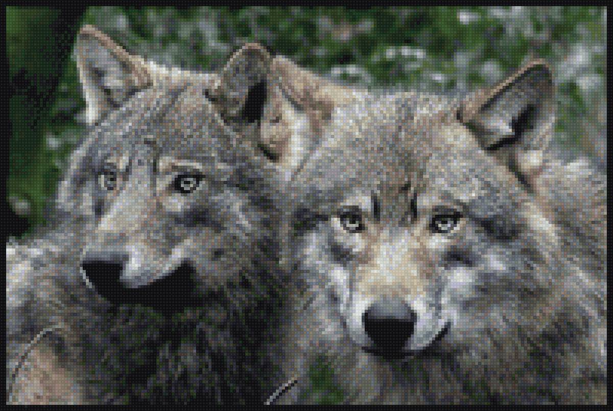 Природная гармония - волки, животные - предпросмотр