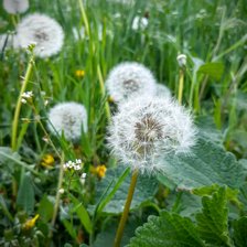Одуванчики
