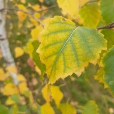 Схема вышивки «Осень»