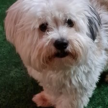 Схема вышивки «Can»