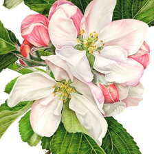 Схема вышивки «Цветы»