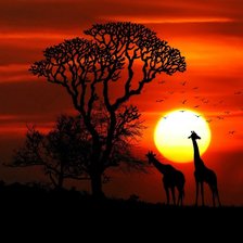 Схема вышивки «Африка»