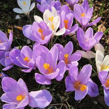 Схема вышивки «Крокусы»