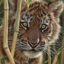 Схема вышивки «тигренок»