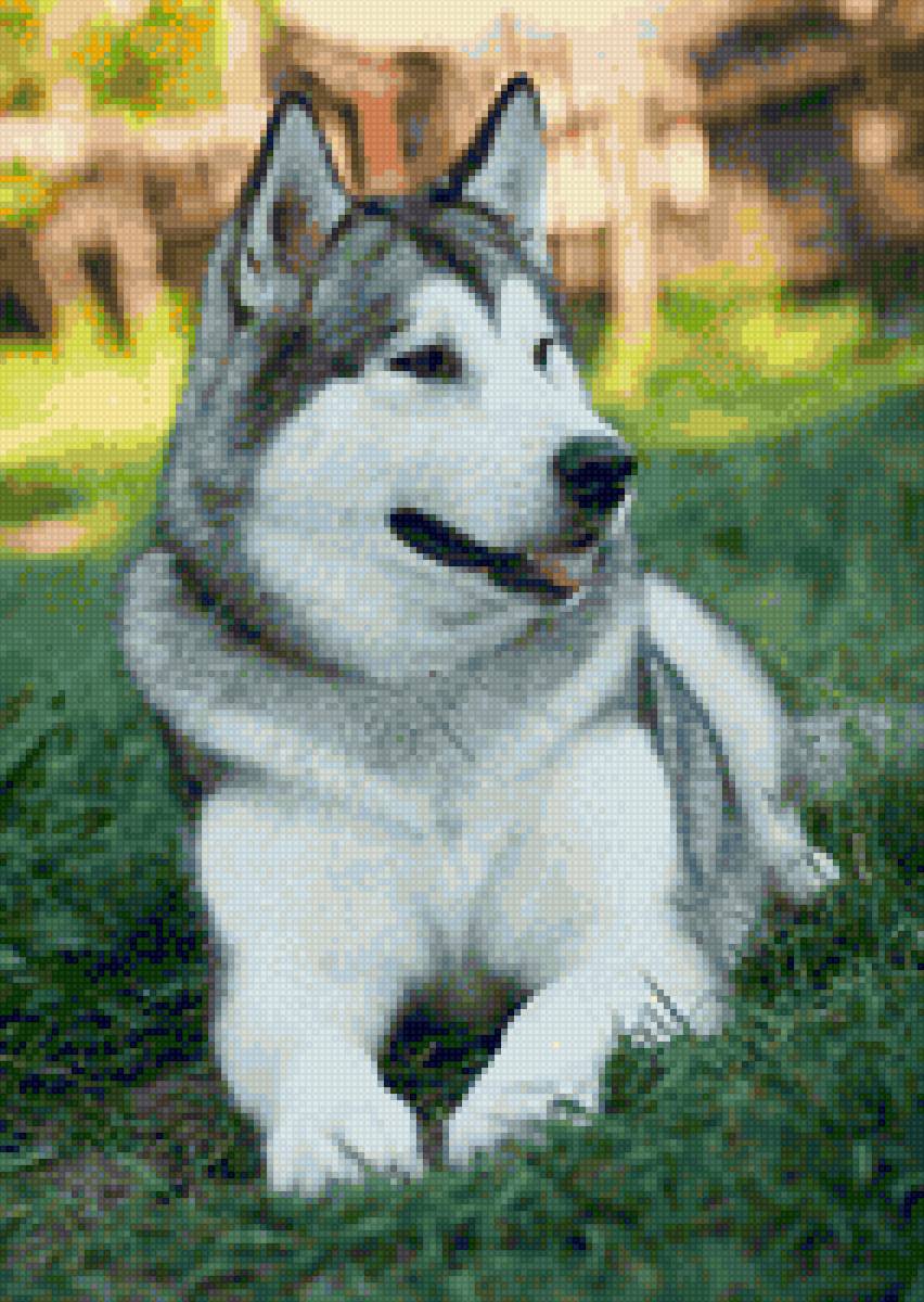 Хаски - предпросмотр