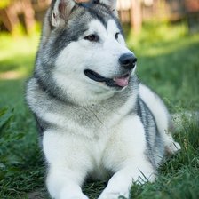 Схема вышивки «Хаски»