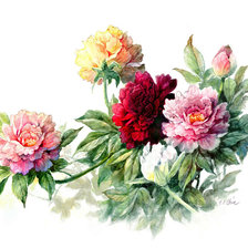 Схема вышивки «акварельные пионы»