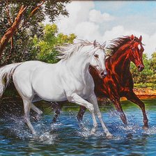 лошади пара