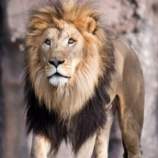 Схема вышивки «LEÃO»