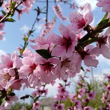 Схема вышивки «цветение»