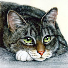 Схема вышивки «КОТ»