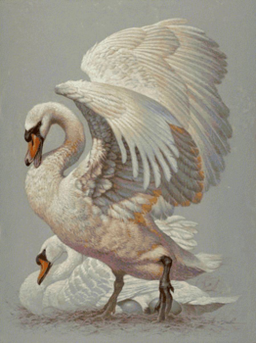 лебеди - верность, лебеди, птицы - предпросмотр