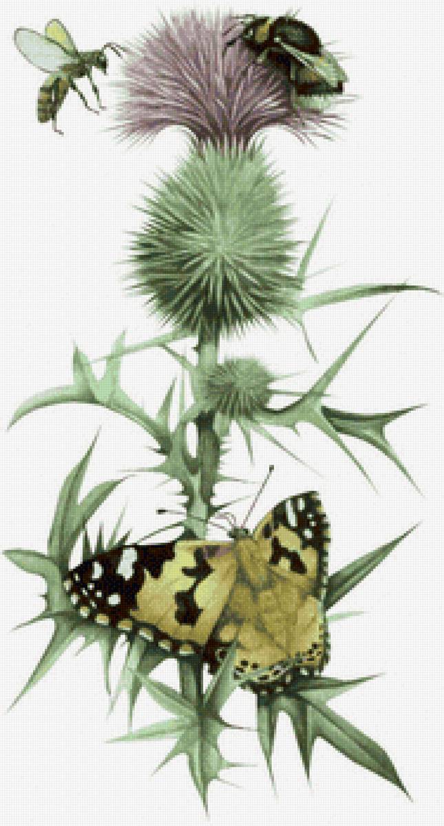 №2266635 - цветы, пчелы - предпросмотр