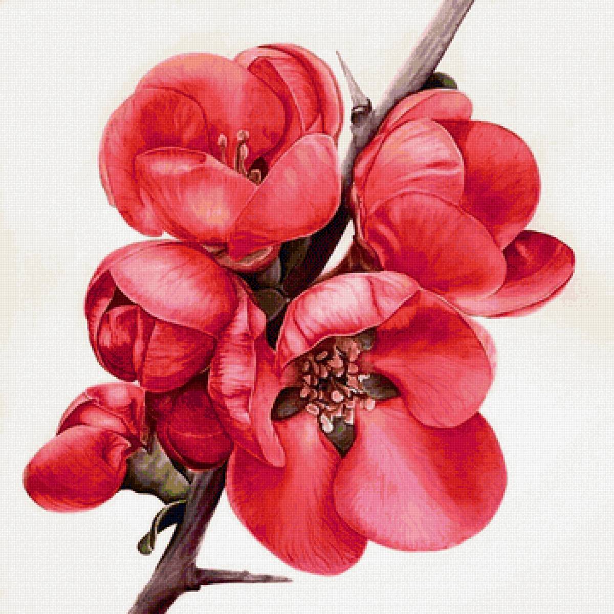 Цветущая айва - предпросмотр