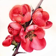 Схема вышивки «Цветущая айва»