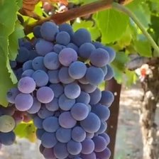 Схема вышивки «Плодородие»