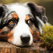 Схема вышивки «Австралийская овчарка (Аусси)»