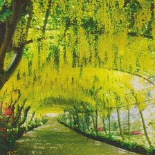 Схема вышивки «Солнечная глициния, Уэльс»