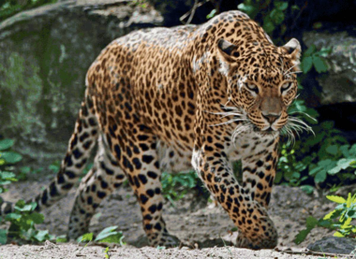 Leopardo. - animais. - предпросмотр