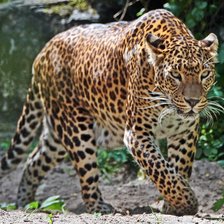 Leopardo.