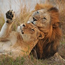 Схема вышивки «Casal de leão.»