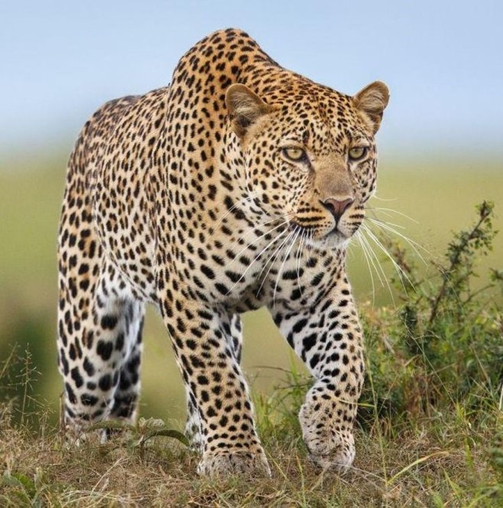 Leopardo. - animais. - оригинал