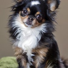 Схема вышивки «CÃO.»