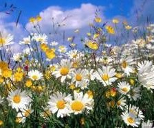 Схема вышивки «Ромашковое лето»