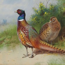 Схема вышивки «Фазаны»