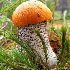 Схема вышивки «Красноголовик»