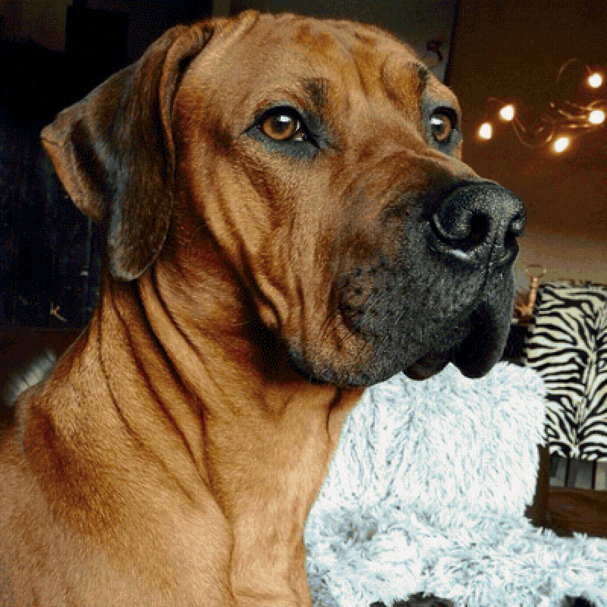 Cão - animais. - предпросмотр