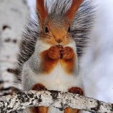 Схема вышивки «Белочка с орешком»