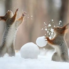 Схема вышивки «Белки»