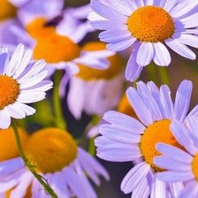 Схема вышивки «Цветы»