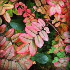 Схема вышивки «Осенние краски»