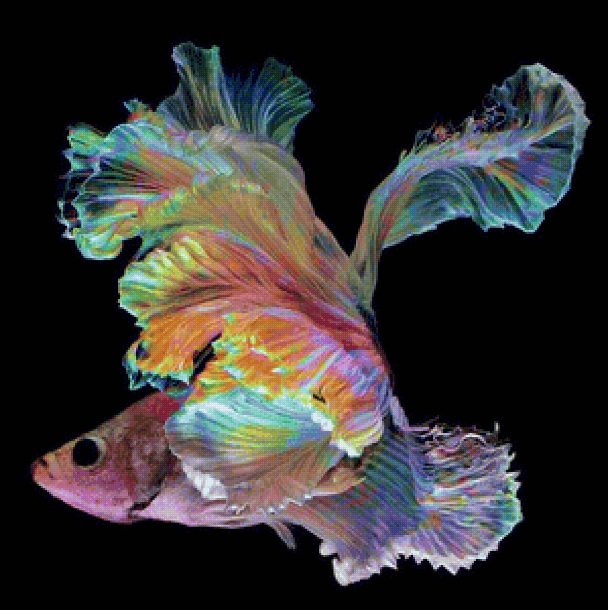 Siamese Fighting Fish - fish - предпросмотр