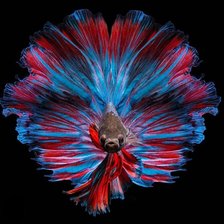Схема вышивки «Siamese Fighting Fish»
