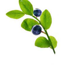 Схема вышивки «Веточка черники»