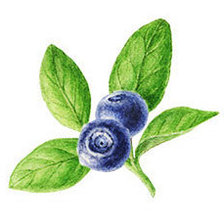 Схема вышивки «Черника»