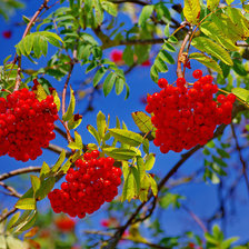 Схема вышивки «Природа»