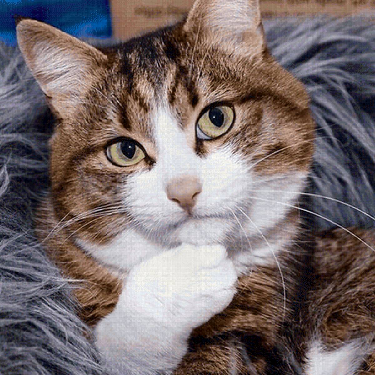 Gato. - animais. - предпросмотр