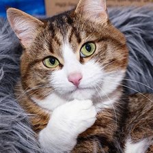 Схема вышивки «Gato.»