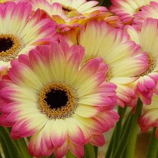 Схема вышивки «Gerbera.»
