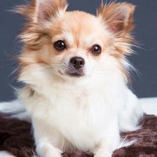 Схема вышивки «CÃO.»